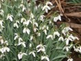 /album/my-local-birding-gallery/snowdrops-on-the-calder-at-dewsbury-jpg/
